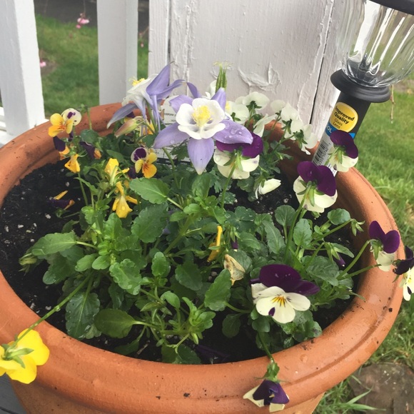 Meet your Posher, Honeylet - Picture 1 of 1